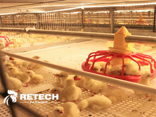 Broiler breeding should pay attention to "heating"！