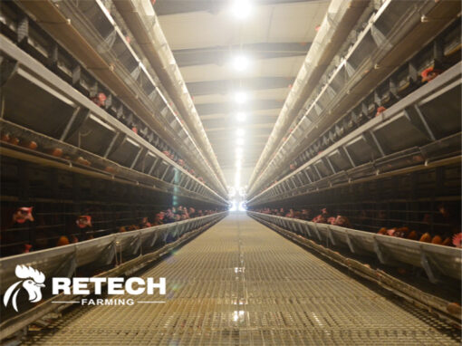 Chicken house to prevent 3 types disease in summer