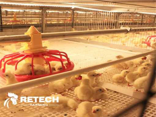 Is it profitable to raise broilers chickens?