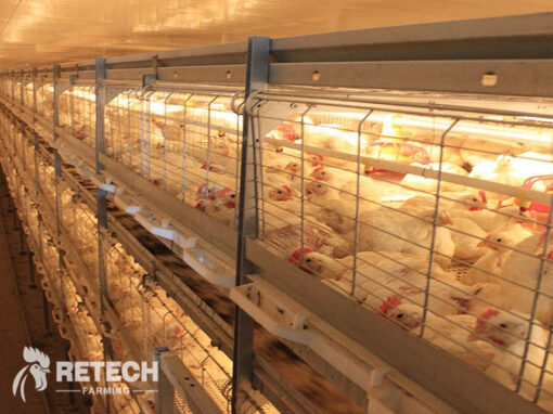 The advantages of breeding broiler over laying hens