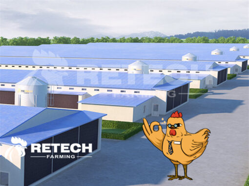 chicken farms